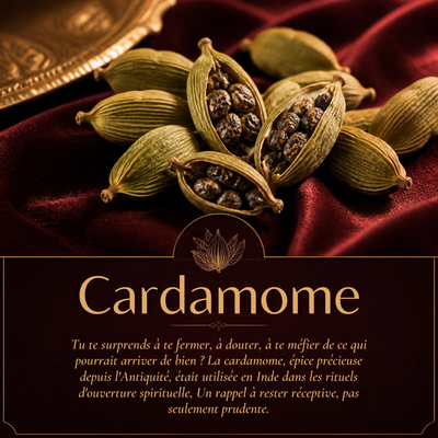 Cardamome