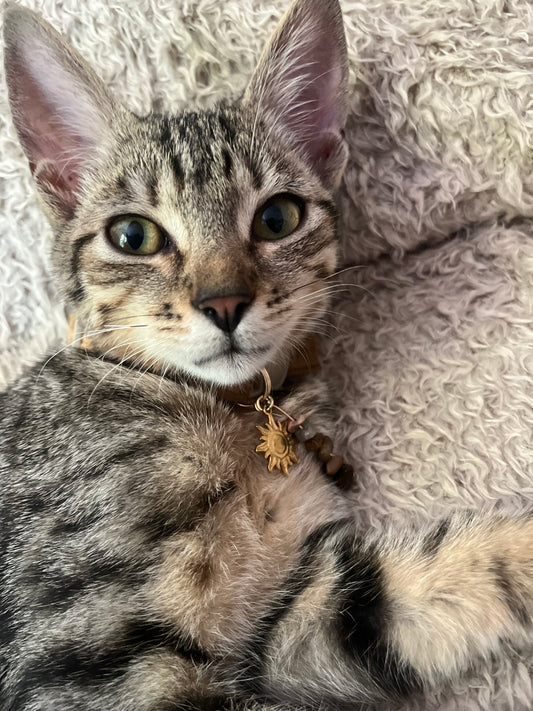 Collier chat – Œil de Tigre