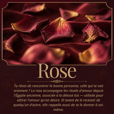 Pétales de rose